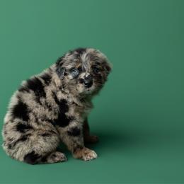 Mocha - Blue merle female Australian Shepherd puppy in Kathleen, Georgia from CM Farm