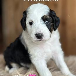 Bird - Black tri-color female Aussiedoodle puppy in Lancaster, Minnesota from Finney Ranch