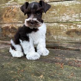 Tommy - Parti male Miniature Schnauzer puppy in Clover, South Carolina from Bobo’s Babies Kennels