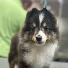 Cali - Black white and tan female Shetland Sheepdog puppy in Middleburgh, New York from StoneyAcre