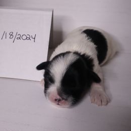 Companion Cross Puppies from Puppies Full of Love