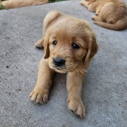 Brie - Golden male Golden Retriever puppy in Dayton, Minnesota from Akoya Kennels