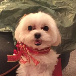 Rocky - Maltese