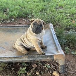 White collar - Red fawn female Chinese Shar-Pei puppy in Elkin, North Carolina from Martini Shar-Pei