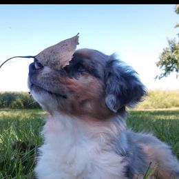 Assorted Doodle Crosses, Australian Shepherd, and Bernedoodle Puppies from Twin Oaks Creek Aussie and Bernedoodle Farm