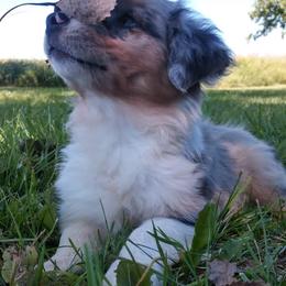 Assorted Doodle Crosses, Australian Shepherd, and Bernedoodle Puppies from Twin Oaks Creek Aussie and Bernedoodle Farm