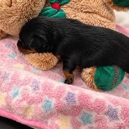 Boy 1 - Black and mahogany male Rottweiler puppy in Arizona from TRK Rottweilers