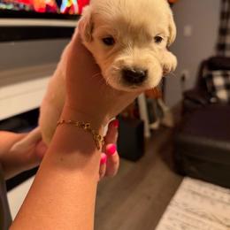 April (Purple) - Light golden female Golden Retriever puppy in Jacksonville, Florida from River City Golden Retrievers