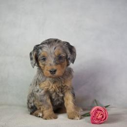 Pocahontas - Blue merle female Bernedoodle puppy in Seffner, Florida from Gold Diamond Pup