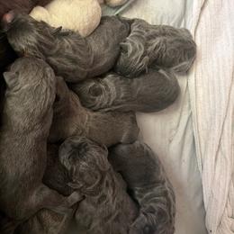Boy 6 - Fawn male Cane Corso puppy in Richmond, Kentucky from AK&J Kentucky Corsos