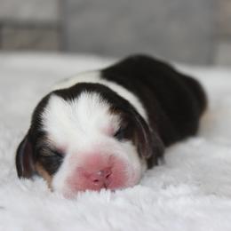 Delta - Black tan and white female Beagle puppy in Morrill, Kansas from Kelle Beagles
