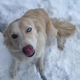 Nova - Border Collie