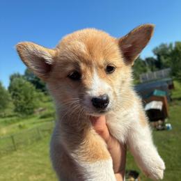 Lava Girl - Red female Pembroke Welsh Corgi puppy in Delton, Michigan from CorGizmo