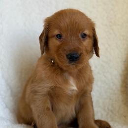 Seth - Dark golden male Golden Retriever puppy in La Verne, California from 4LoveofGoldens