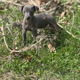 Josephine - Blue female Italian Greyhound puppy in Wilkes Barre, Pennsylvania from Laraz Pupz