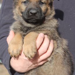 Orange ID - male German Shepherd puppy in Washington from Von Zobel Haus Kennels