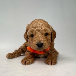 Finn (Orange) - Apricot male Goldendoodle puppy in Hot Springs, Arkansas from Hot Springs Kennels