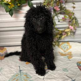 Cayce - Black male Poodle puppy in Elgin, South Carolina from Silver Bells Paw Prints