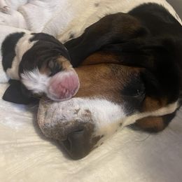 Basset Hound Puppies from Peach Blossom Bassets