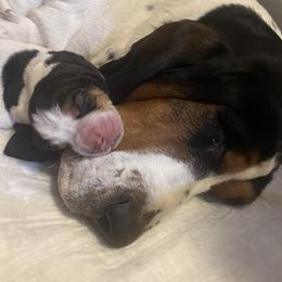 Basset Hound Puppies from Peach Blossom Bassets