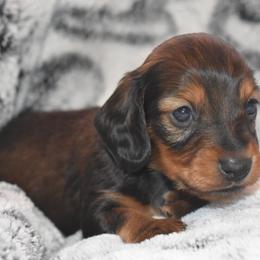 Shiloh - Cream male Dachshund puppy in Texas from Sparkles & Spurs Mini Dachshunds
