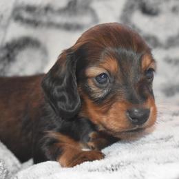 Shiloh - Cream male Dachshund puppy in Texas from Sparkles & Spurs Mini Dachshunds