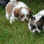 Mi-Ki Puppies from Mi-Kis of OZ