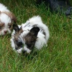 Mi-Ki Puppies from Mi-Kis of OZ