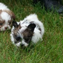 Mi-Ki Puppies from Mi-Kis of OZ
