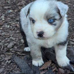 Drake - Blue merle male Miniature Australian Shepherd puppy in Leonard, Texas from Tin Roof Aussies