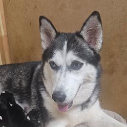 Shadow - Black tan and white male Siberian Husky puppy in Springfield, Massachusetts from 16acreshuskies