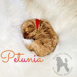 Poodle Puppies from Serene Arenas' Standard Poodles