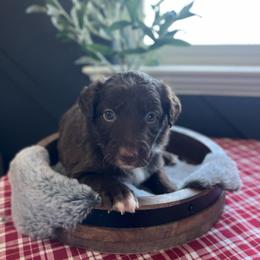 Fettuccine - Red male Bordoodle puppy in Valley Center, California from Circle R Valley Bordoodls