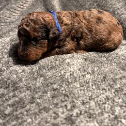Boy 2 - male Bernedoodle puppy in Warfordsburg, Pennsylvania from Black Oak Forrest Doodles
