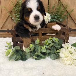 Rowan - Tri-color male Bernese Mountain Dog puppy in Redlands, California from Country Feels Ranch