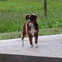 Sassy - Toy Australian Shepherd