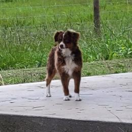 Sassy - Toy Australian Shepherd