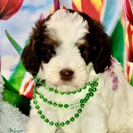 Monopoly - Tri Chocolate Parti - Tri-color male Australian Labradoodle puppy in Beecher, Illinois from Erica’s Doodles