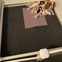 Cavalier King Charles Spaniel Puppies from CK Cavaliers