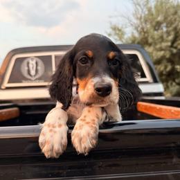 Red - Blue belton and tan (tri-color) male Llewellin Setter puppy in Blackfoot, Idaho from Sand Hill Shepherds & Setters