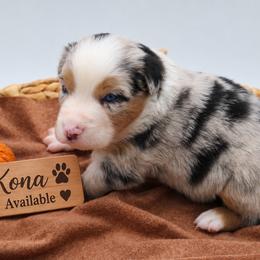Kona - Blue merle male Miniature Australian Shepherd puppy in Apache Junction, Arizona from Circle T Mini Aussies