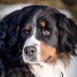 Queenie - Bernese Mountain Dog