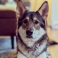 Tamaskans from Braveheart Tamaskan