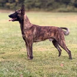 Gordo - Gold brindle male Dutch Shepherd puppy in Lake City, Florida from Crosspointe Canines; Home of Karmic Doberman Pinschers & Stellar Dutch Shepherds