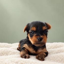 Miss Sion - Blue and gold female Yorkshire Terrier puppy in Queens, New York from The Dior Line
