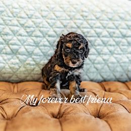 Cockapoo and Goldendoodle Puppies from My Forever Best Friend