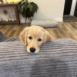 Golden Retriever Puppies from Gail’s Goldens