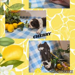 Girl 4 Cherry - Liver white and tan female English Springer Spaniel puppy in Saginaw, Michigan from Kemerer Springers