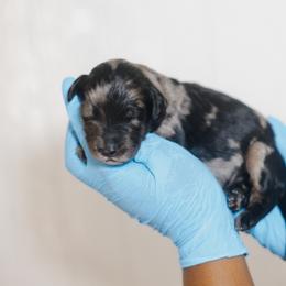 Bernedoodle Puppies from Crown Stephens Family Doodles