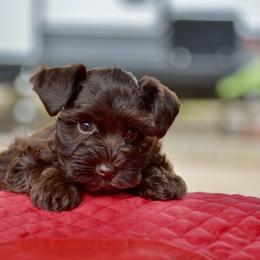June - Liver female Miniature Schnauzer puppy in Sumner, Texas from 3M Kennels, LLC